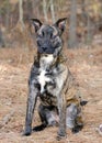 Brindle Pitbull Terrier Dutch Shepherd mixed breed dog Royalty Free Stock Photo