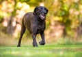 A brindle Plott Hound dog walking outdoors Royalty Free Stock Photo