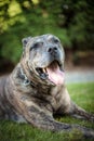 Brindle presa canario