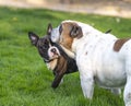 Brindle puppy checks out a bulldog