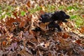 Brindle Puppy Exploding From Leaves Royalty Free Stock Photo