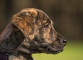 Brindle puppy Royalty Free Stock Photo