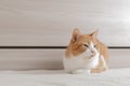 Brindle red cat bored on the bed of a contemporary bedroom