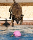 Brindle striped dog jumping into the pool Royalty Free Stock Photo