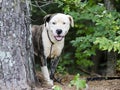 Brindle and white American Bulldog Anatolian mixed breed dog Royalty Free Stock Photo