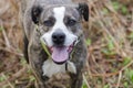Brindle and white American Pitbull Terrier dog with green collar