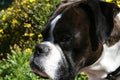 Brindle and White Boxer Dog Face Royalty Free Stock Photo