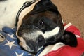 Brindle and White Boxer Dog Laying on American Flag Blanket Royalty Free Stock Photo