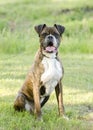 Brindle and white Boxer dog sitting, pet rescue adoption photo Royalty Free Stock Photo