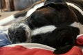 Brindle and White Boxer Dog Sleeping on American Flag Blanket Royalty Free Stock Photo