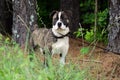 Brindle and white Boxer Mastiff mixed breed Dog Royalty Free Stock Photo
