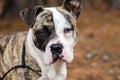 Brindle and White Boxer Terrier mixed breed dog Royalty Free Stock Photo