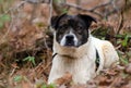 Brindle and white cattledog mixed breed Dog Royalty Free Stock Photo