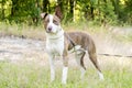 Brindle and white eight month old bulldog mix puppy with one floppy ear outside on leash for animal shelter adoption rescue