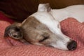 Brindle and White Italian Greyhound Sleeping on Pink Blanket