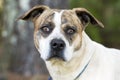 Brindle and white male American Bulldog mix breed dog outside on leash. Animal shelter humane society pet adoption dog rescue