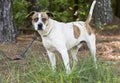 Brindle and white male American Bulldog mix breed dog outside on leash. Animal shelter humane society pet adoption dog rescue