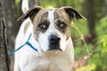 Brindle and white male American Bulldog mix breed dog outside on leash. Animal shelter humane society pet adoption dog rescue