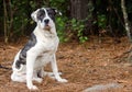 Brindle and White Mastiff Bulldog mixed breed dog