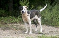 Brindle and white mixed breed female dog Royalty Free Stock Photo
