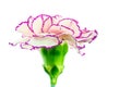 Brindle white and purple carnation on white background