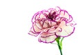 Brindle white and purple carnation on white background