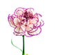 Brindle white and purple carnation on white background