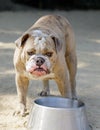 Brindle white and red male English Bulldog drinking water Royalty Free Stock Photo