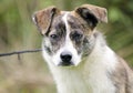 Brindle and white schipperke cattle dog mixed breed dog