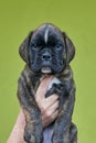 Brindle with white spots Boxer puppy on human hand on green background. Royalty Free Stock Photo