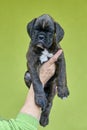 Brindle with white spots Boxer puppy on human hand on green background. Royalty Free Stock Photo