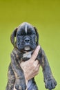 Brindle with white spots Boxer puppy on human hand on green background. Royalty Free Stock Photo