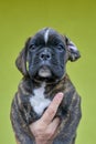 Brindle with white spots Boxer puppy on human hand on green background. Royalty Free Stock Photo