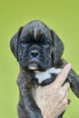 Brindle with white spots Boxer puppy on human hand on green background. Royalty Free Stock Photo