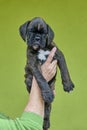 Brindle with white spots Boxer puppy on human hand on green background. Royalty Free Stock Photo