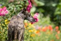 Brindle Galgo Espanol in Flowergarden