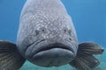 Brindlebass, Giant grouper Royalty Free Stock Photo