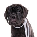 Brindled bullmastiff puppy