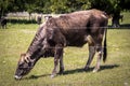 Brindled colored brown mother cow chomping on grass behind a barbed wire fence with herd and trees in background Royalty Free Stock Photo