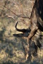 Brindled gnu at sunset