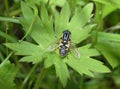 Brindled Hoverfly or Sunfly Royalty Free Stock Photo