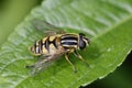 Brindled Hoverfly or Sunfly Royalty Free Stock Photo