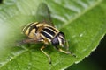 Brindled Hoverfly or Sunfly Royalty Free Stock Photo