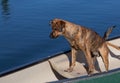 A brindled plott hound