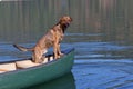 A brindled plott hound on a boat