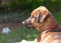 Brindled Plott hound puppy