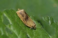 Brindled Tortrix Moth