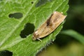 Brindled Tortrix Moth