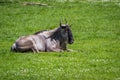 Brindled Wildebeest Royalty Free Stock Photo