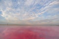 Brine and salt of a pink lake, colored by microalgae Dunaliella salina, famous for its antioxidant properties, enriching